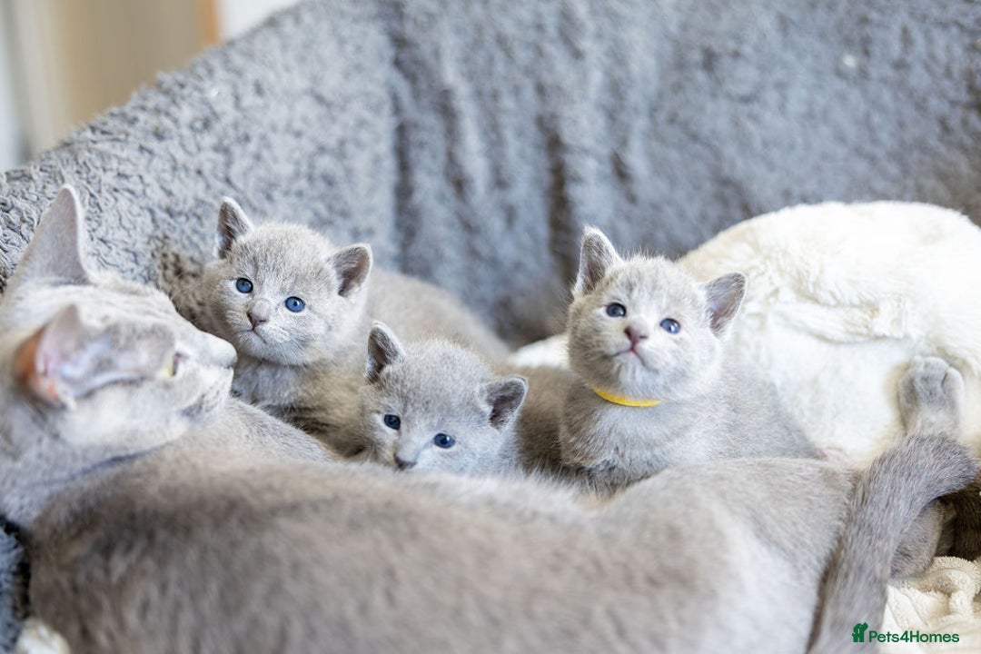 Russian Blue cats for sale: Pure Russian Blue Kittens, Silver Coat Green Eyes  - Advert 16
