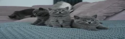 British Shorthair cats for sale: British Blue Shorthair Purebreed - Advert 5