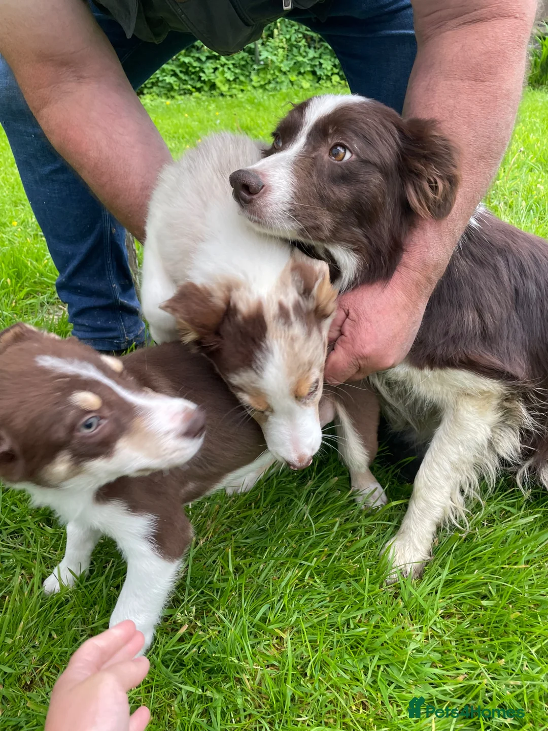 Border Collie dogs for sale: Collie puppies for sale  in Kilmarnock - Advert 6