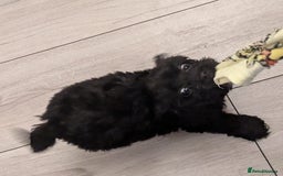 Mixed Breed dogs for sale: Cockapoo x cairn terrier - Image 5