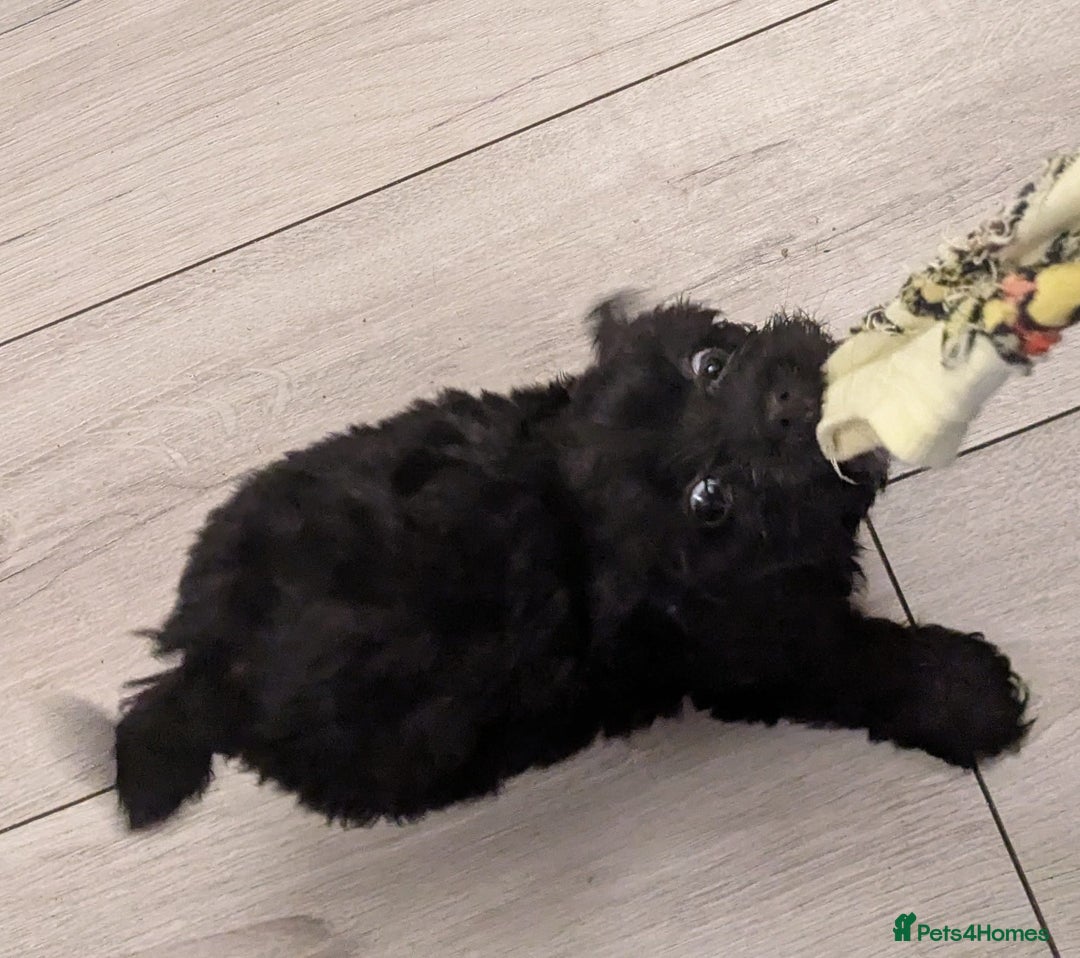 Mixed Breed dogs for sale: Cockapoo x cairn terrier - Image 5