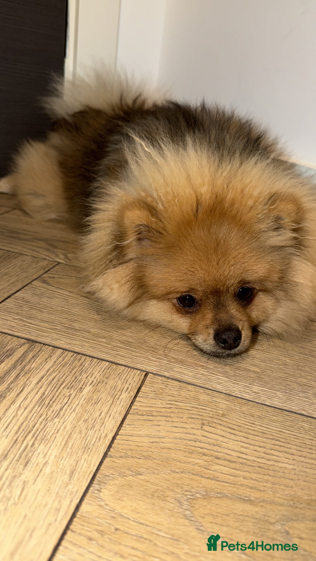 Pomeranian dogs for sale: Pomeranian puppy  - Advert 4