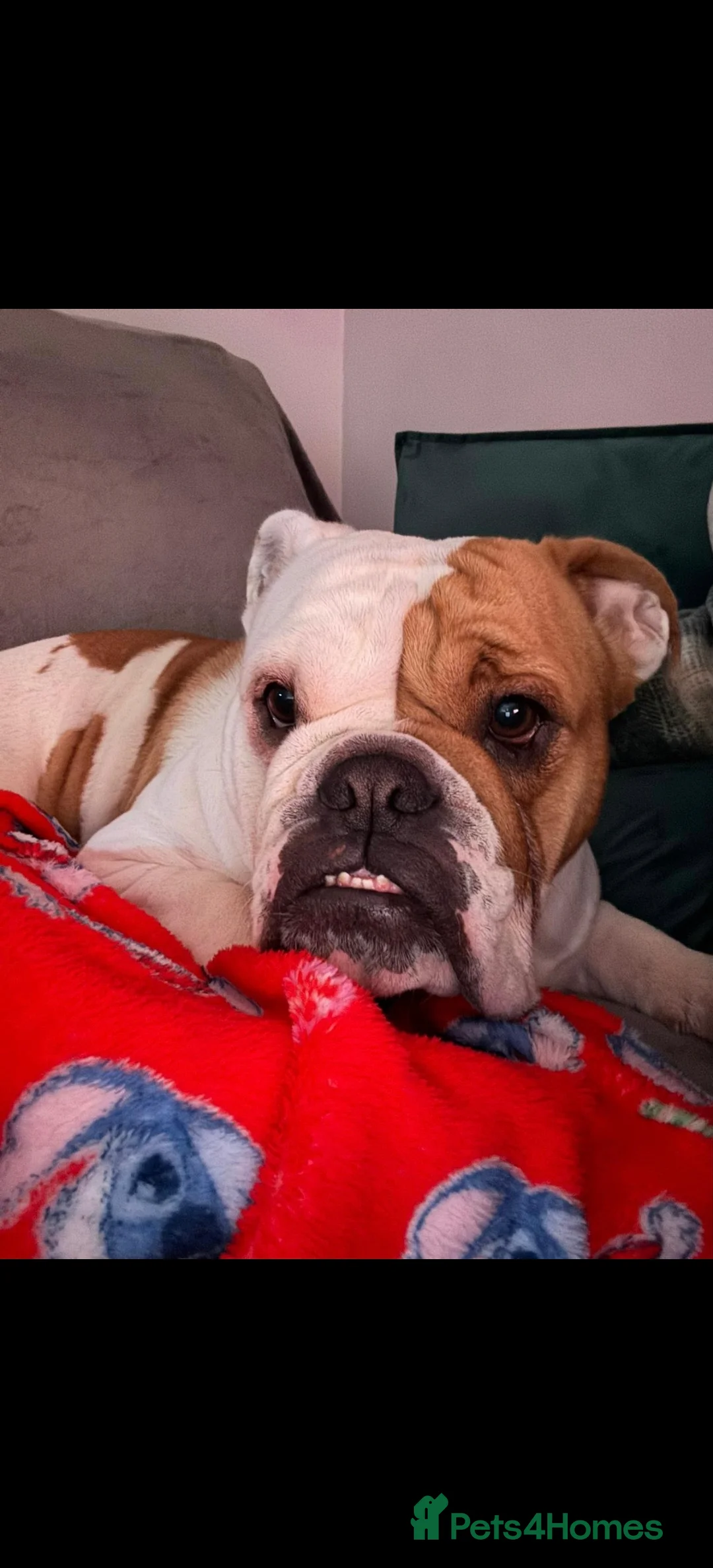 English Bulldog dogs for sale: British Bulldog - Advert 1