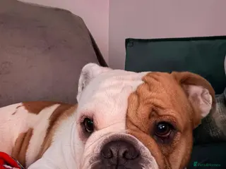 English Bulldog dogs British Bulldog - Advert 2