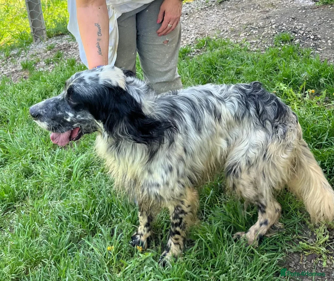 English Setter dogs for adoption: Bairon in Sandbach - Advert 2