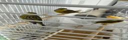 Canaries birds for sale: Canaries - Advert 8