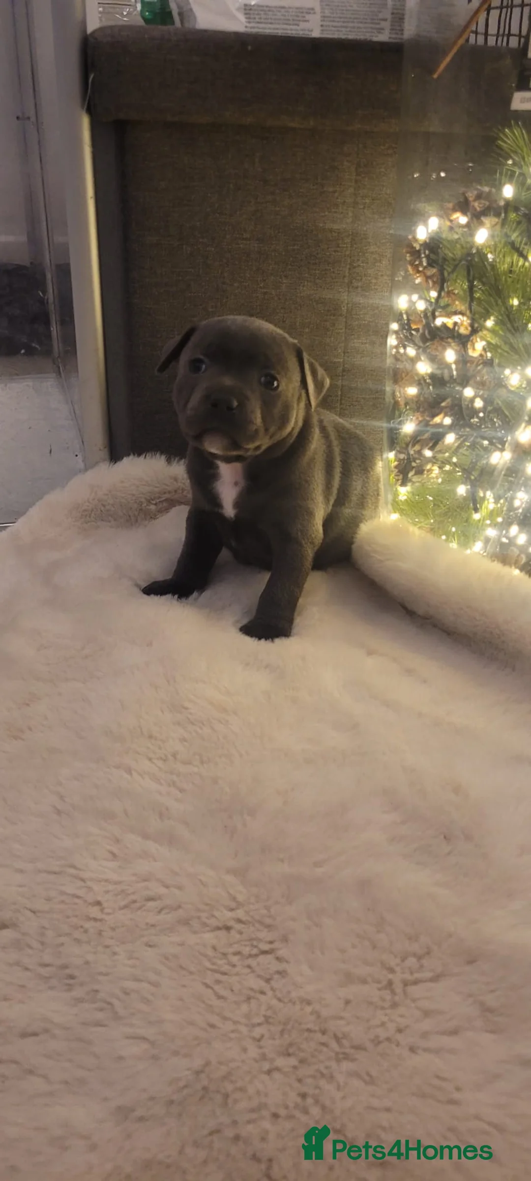 Staffordshire Bull Terrier dogs for sale: Bluebullz☆bullscaff☆5☆☆ready to go 18th 2 left  - Advert 10