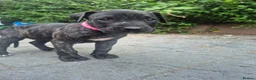 Presa Canario dogs for sale: Presa Canario Puppies ♥️  - Advert 27