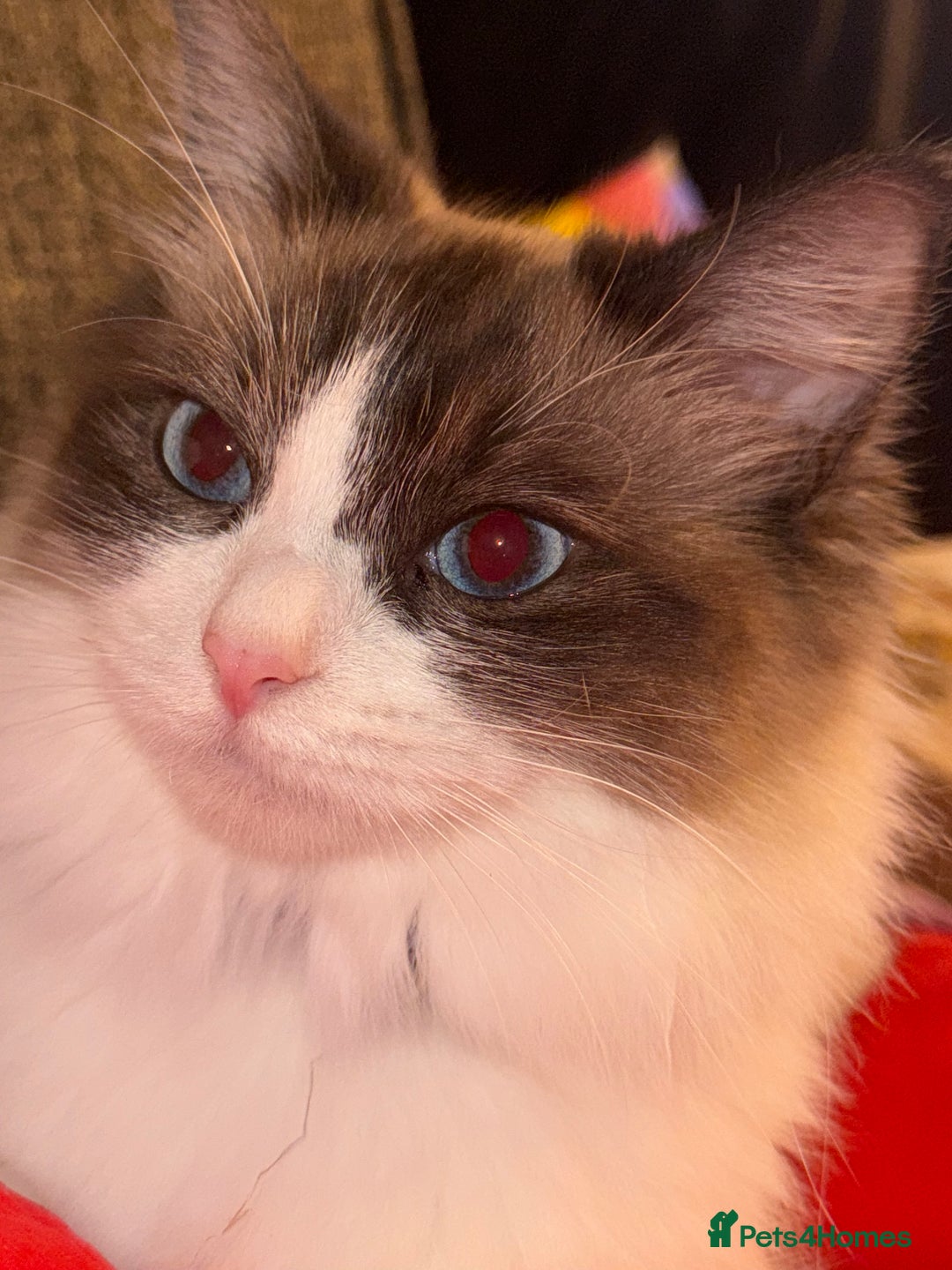 Ragdoll cats for sale: 2 Ragdoll kittens  - Advert 6