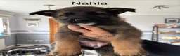 German Shepherd dogs for sale: 10 x KC Registered German Shepherd Puppies - Advert 14