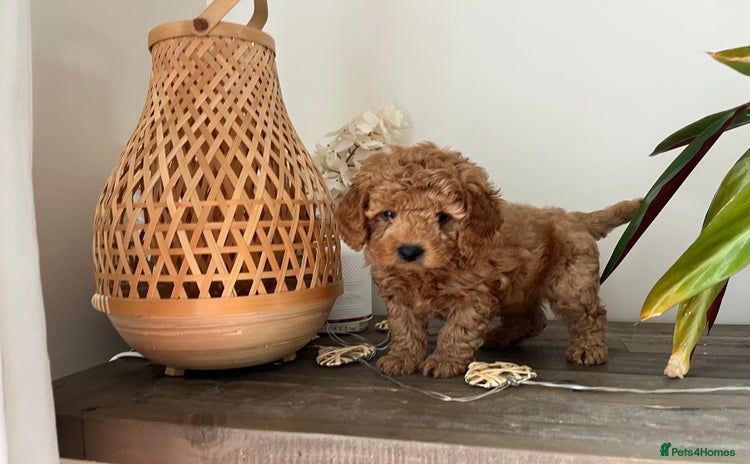 Cockapoo dogs - Advert 9