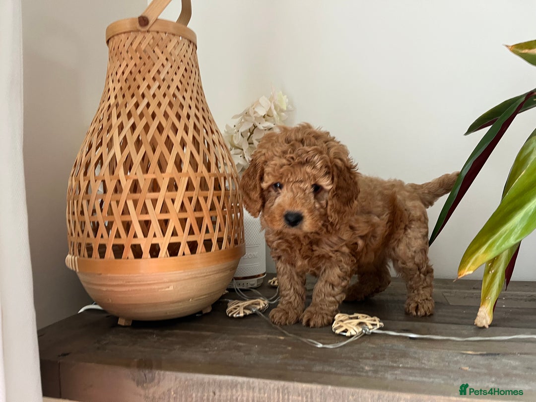 Cockapoo dogs for sale: Miniature f1b Cockapoo puppies DNA health checked - Image 1