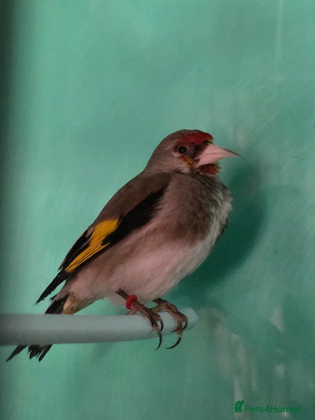 Finches birds for sale: Pair of Himalayan goldfinch  - Advert 2