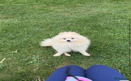 Pomeranian dogs for stud: “Rare Russian Pomeranian Pup – White Male – £2,500 - Image 1