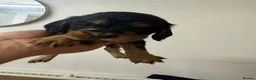 Cocker Spaniel dogs for sale: Cocker spaniels puppy’s  in Rotherham - Advert 4