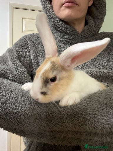 Gallery Image {{count}}