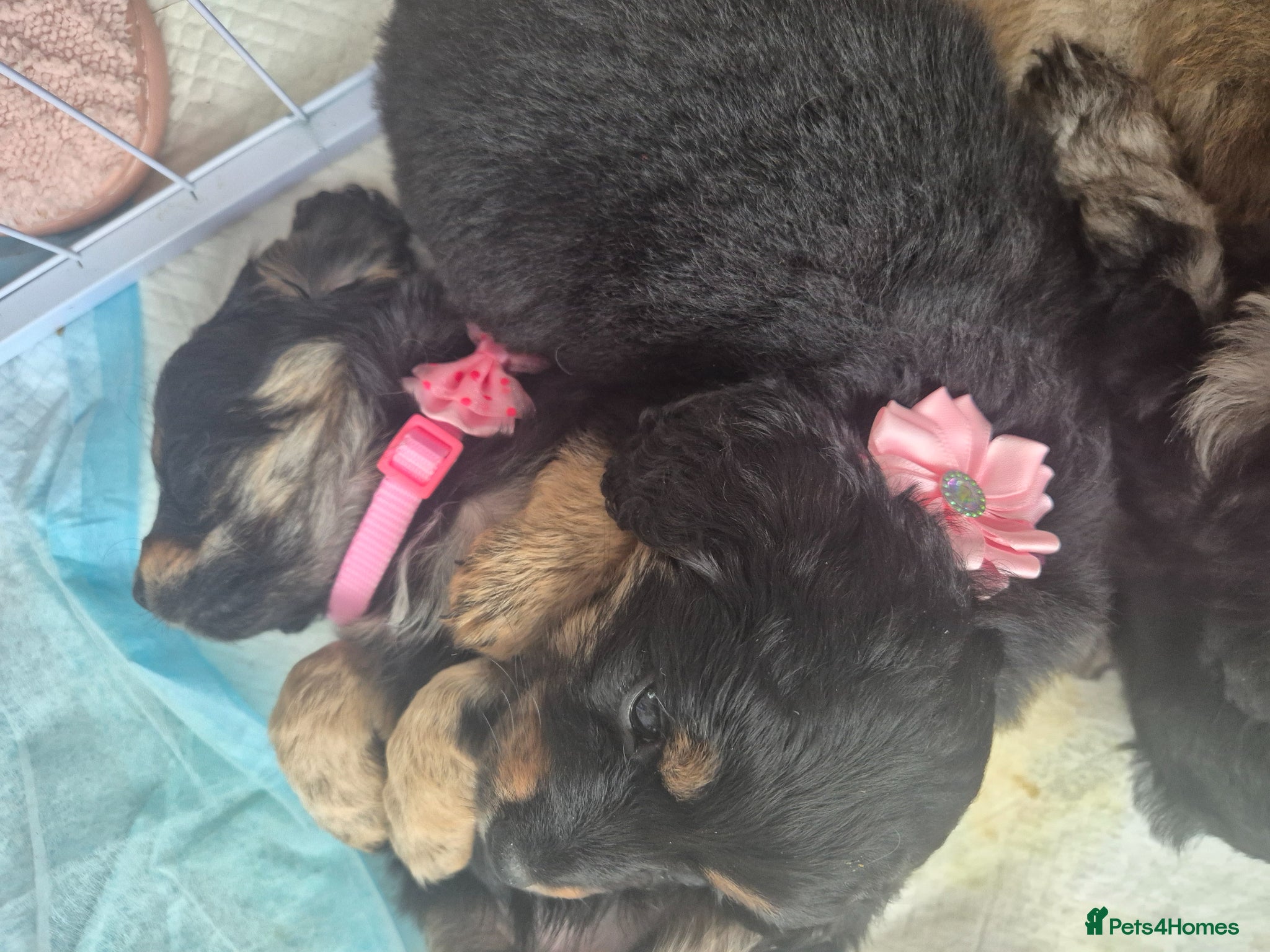 Mixed Breed dogs Extremely cute cockapomapoo puppys - Advert 11