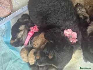 Mixed Breed dogs Extremely cute cockapomapoo puppys - Advert 1