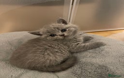 British Shorthair cats for sale: British shorthair blue kitten - Image 8