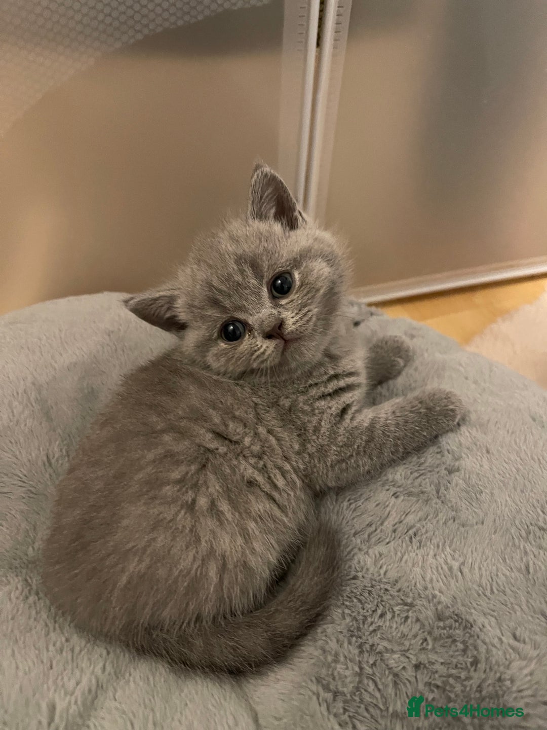 British Shorthair cats for sale: British shorthair blue kitten - Image 8