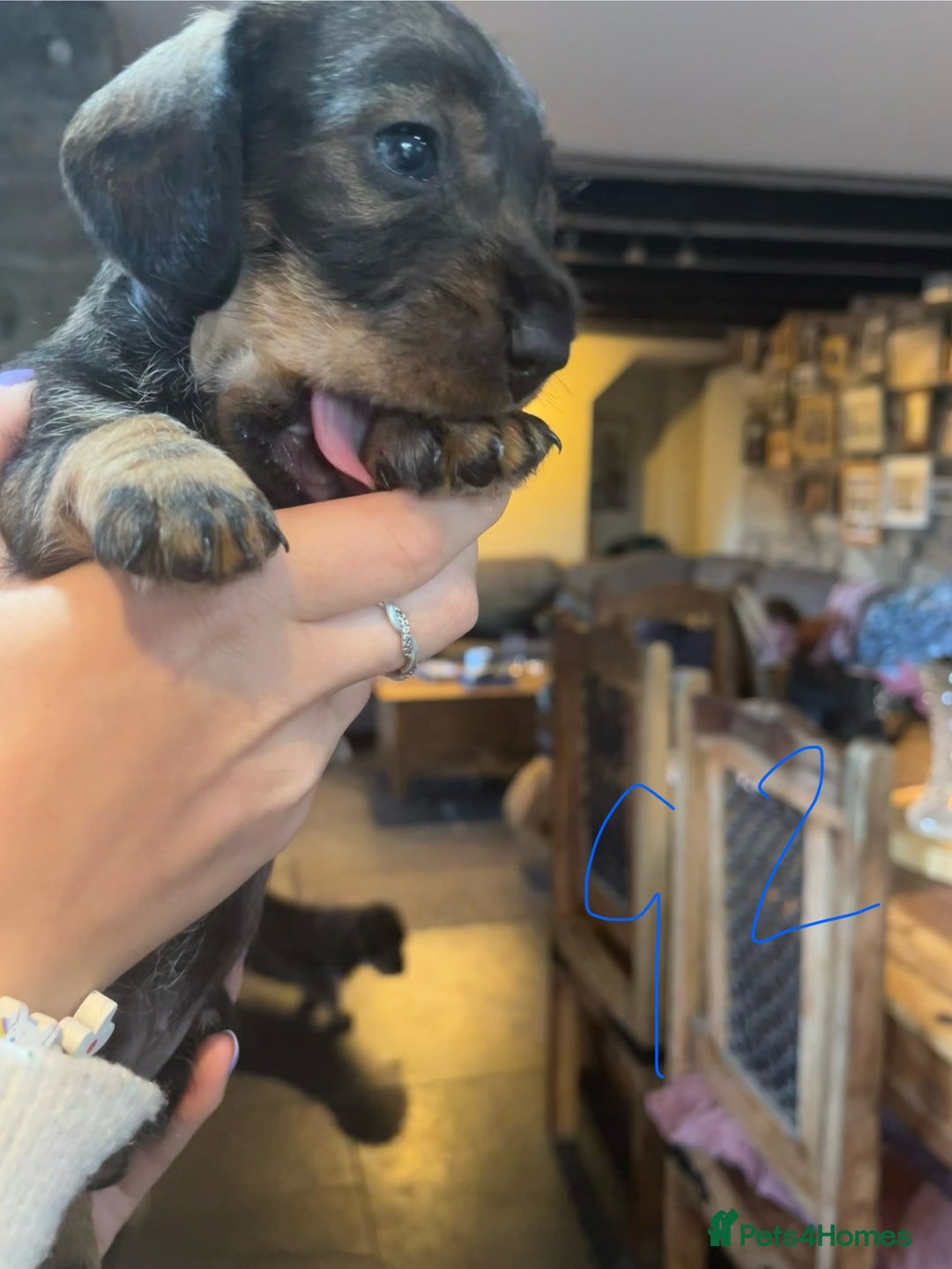 Dachshund dogs for sale: Kc Standard Wire Haired Dachshund Puppies - Image 10