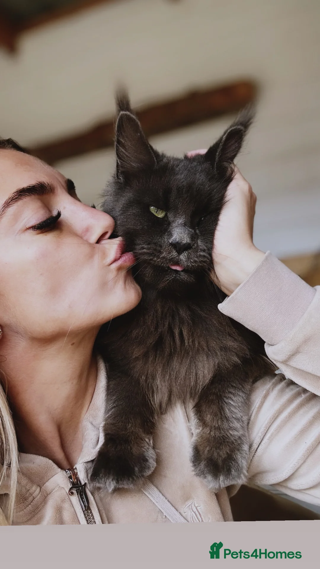 Maine Coon cats for sale: Giant mainecoon kittens  - Advert 2