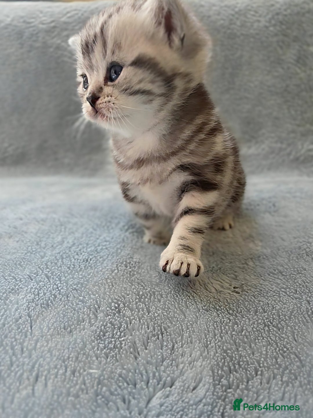 British Shorthair cats for sale: Silver Tabby kitten with his mother  - Image 14