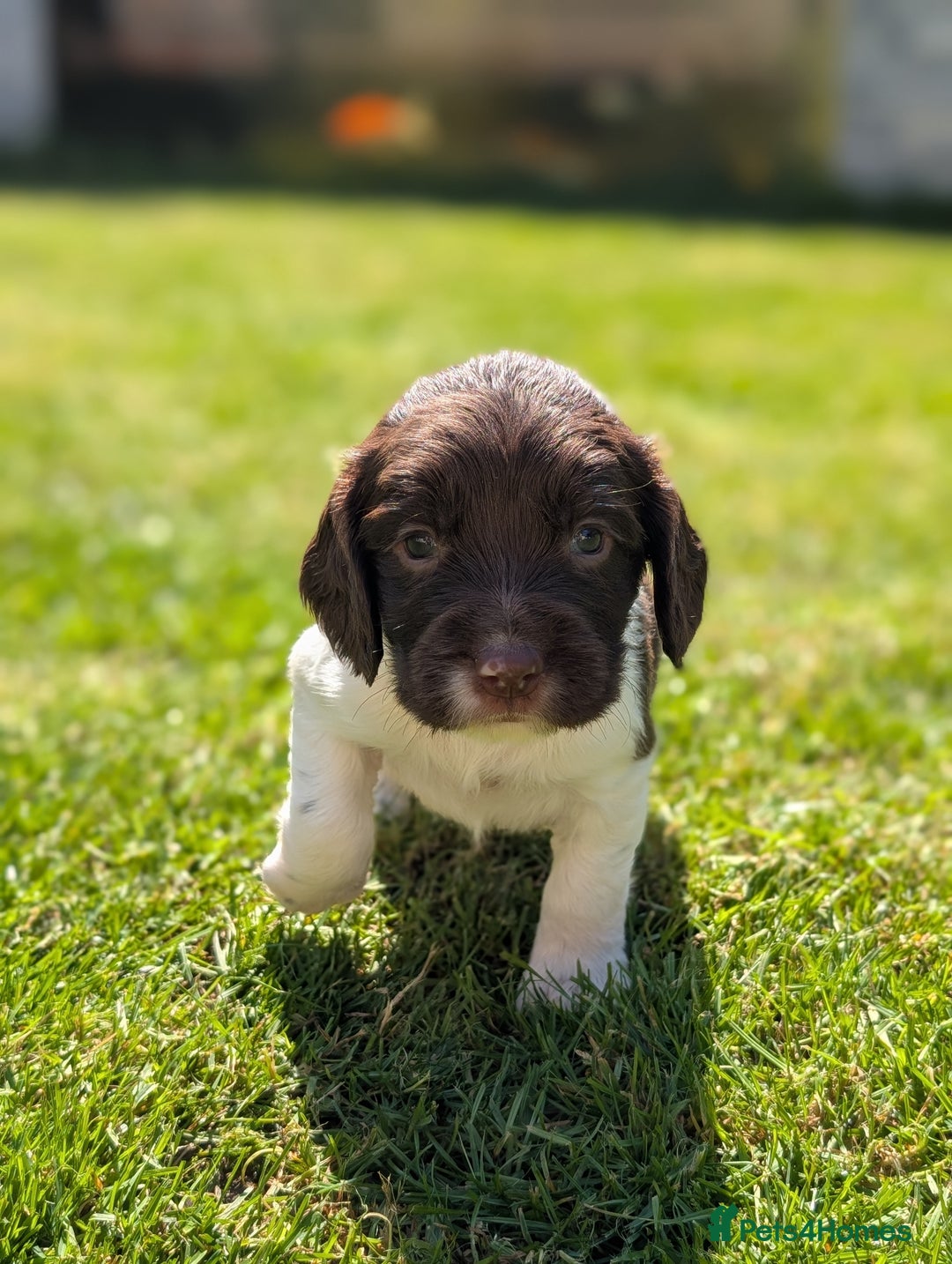 English Springer Spaniel dogs for sale: Springer Spaniel Puppies For Sale! - Image 19
