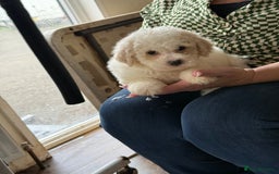 Bichon Frise dogs for sale: Bichon frise - Advert 10