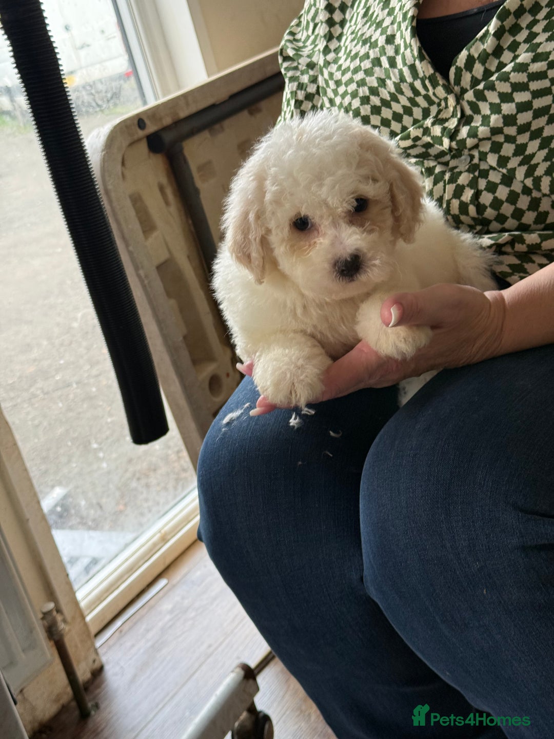 Bichon Frise dogs for sale: Bichon frise - Advert 10