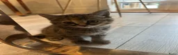 British Shorthair cats for sale: British short hair mix  in Romford - Advert 8