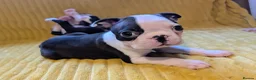 Boston Terrier dogs for sale: 1 BOY LEFT: Adorable KC Boston Puppies  - Advert 18