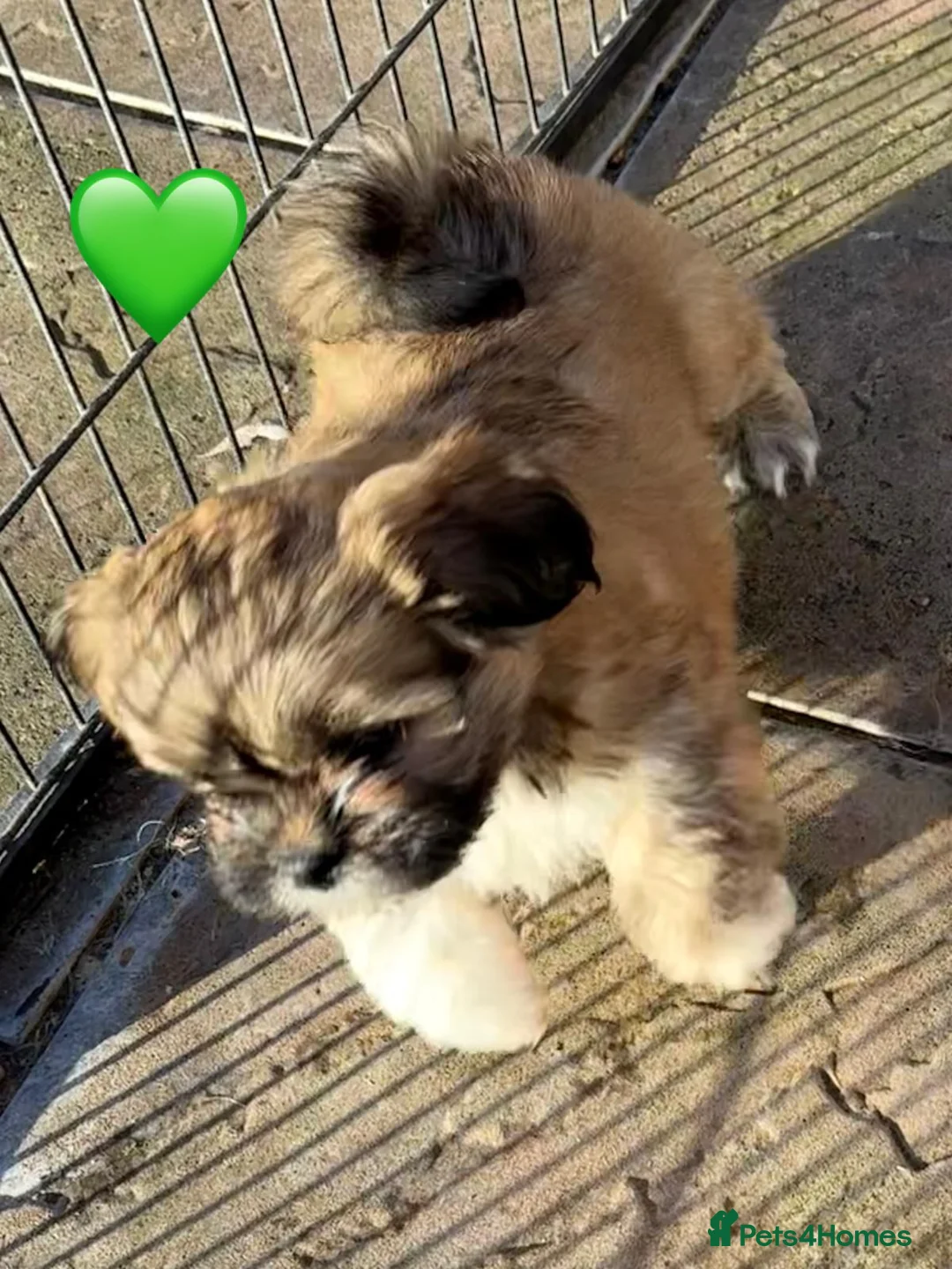 Lhasa Apso dogs for sale: Seven Beautiful RKC reg. Pups GPRA Clear in Wisbech - Advert 15