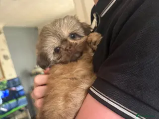 Shih Tzu dogs Imperial Shih Tzu Boy – Health Tested Parents - Advert 16