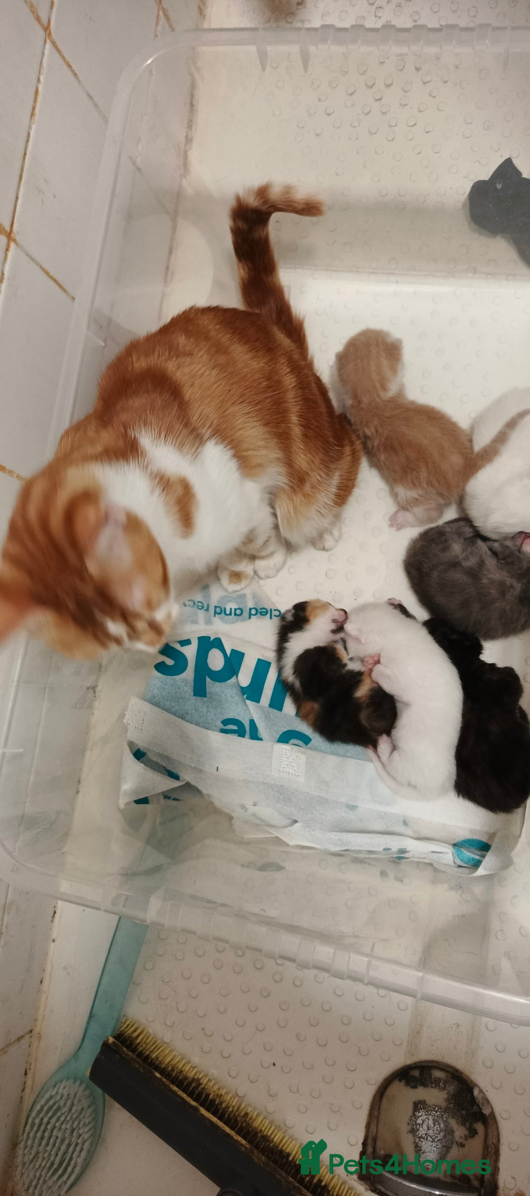 British Shorthair cats for sale: Mother with six kittens  - Image 2
