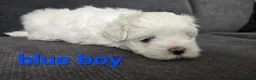 Maltese dogs for sale: ⭐️KC registered Maltese puppies⭐️ - Advert 26