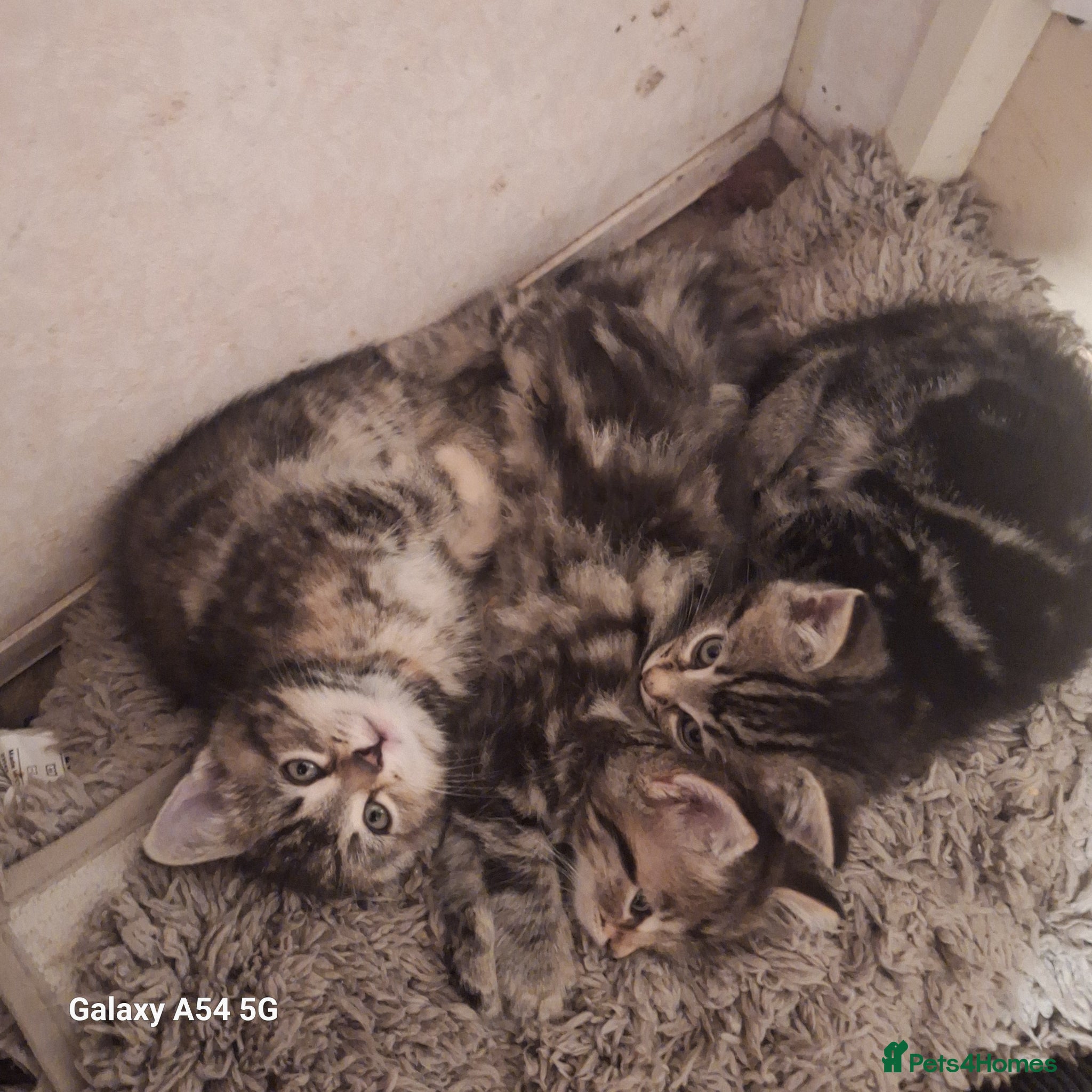 Mixed Breed cats for sale: Kittens  in Sidmouth - Advert 3