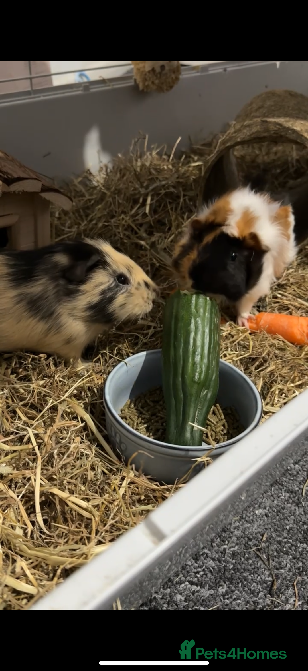 Guinea Pig rodents for sale: Guinea pigs (madara&saitama) - Advert 1