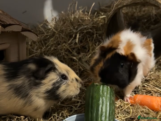 Guinea Pig rodents Guinea pigs (madara&saitama) - Advert 1