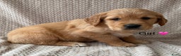 Golden Retriever dogs for sale: Fully health tested Goldie babies  - Advert 1