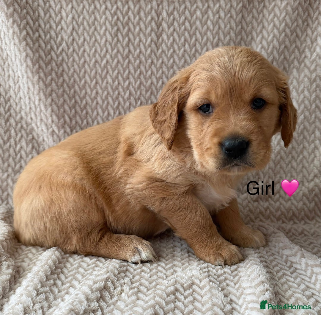 Golden Retriever dogs for sale: Fully health tested Goldie babies  - Advert 1
