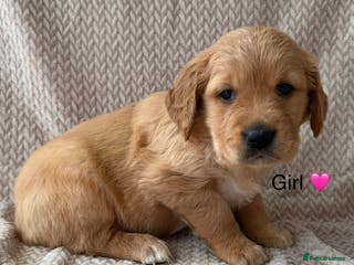 Golden Retriever dogs Fully health tested Goldie babies - Advert 9