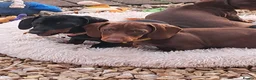 Dachshund dogs for sale: Beautiful Mini Dachshund Puppies - Advert 17