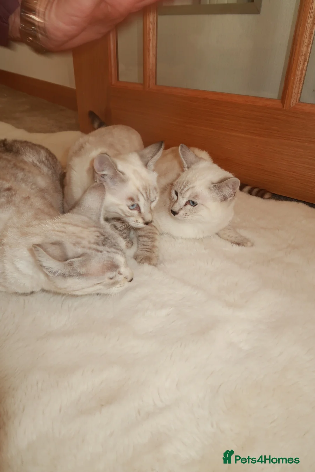Bengal cats for sale:  snow lynx bengal kittens - Advert 7