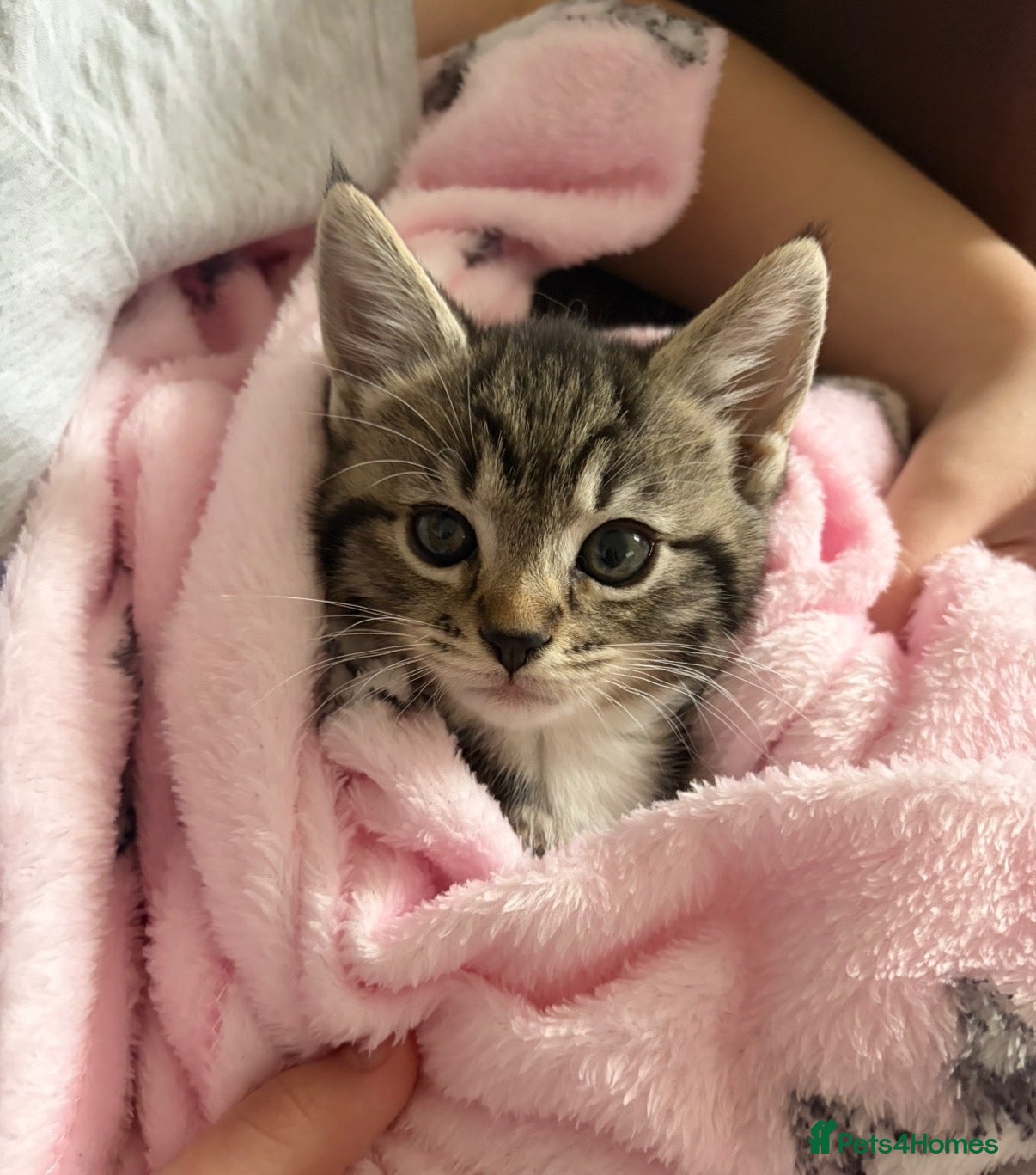 Mixed Breed cats     Mackerel tabby & quarter Persian - Advert 1
