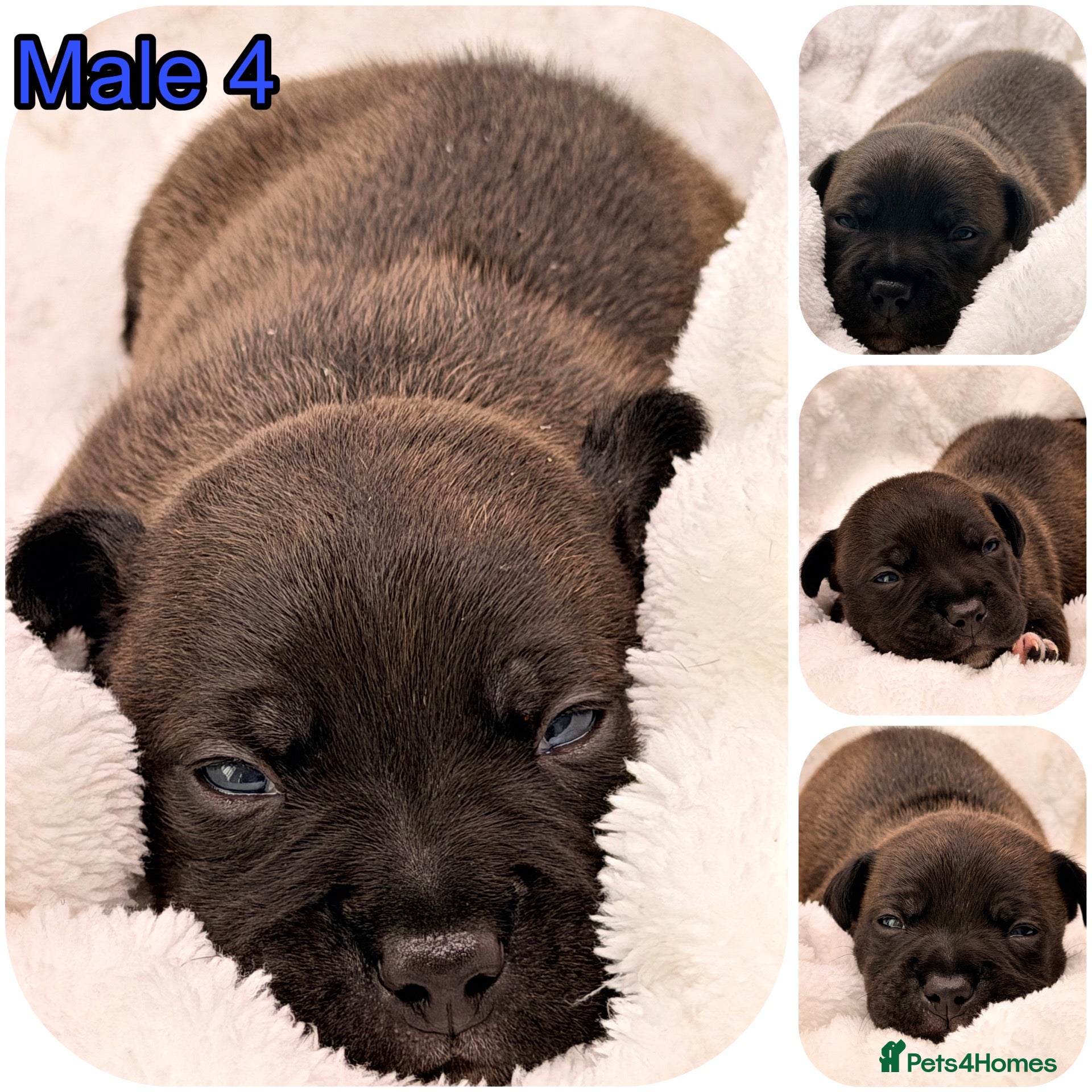 Staffordshire Bull Terrier dogs for sale: 🐾 STAFFORDSHIRE BULL TERRIER  🐾 - Advert 2