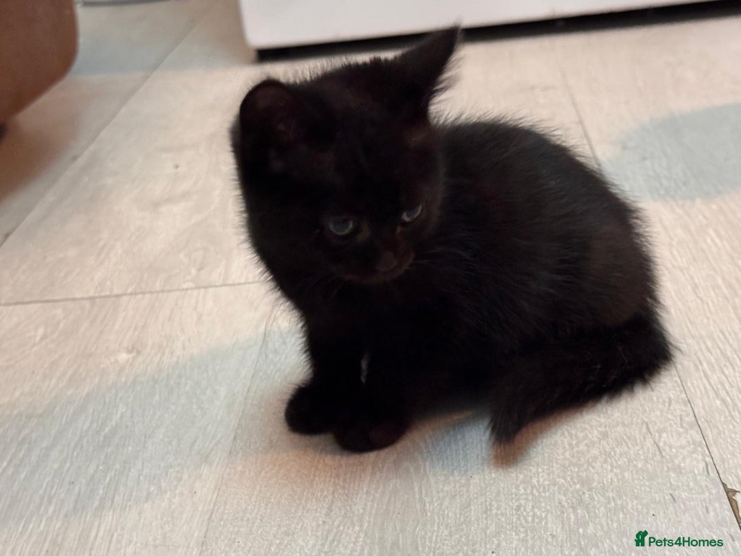 British Shorthair cats for sale: British shorthairs kittens - Image 6