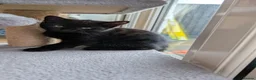 Domestic Shorthair cats for sale: Tabby black kittens in Aylesbury - Advert 7