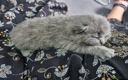 British Shorthair cats for sale: British Shorthair Kittens - Image 12