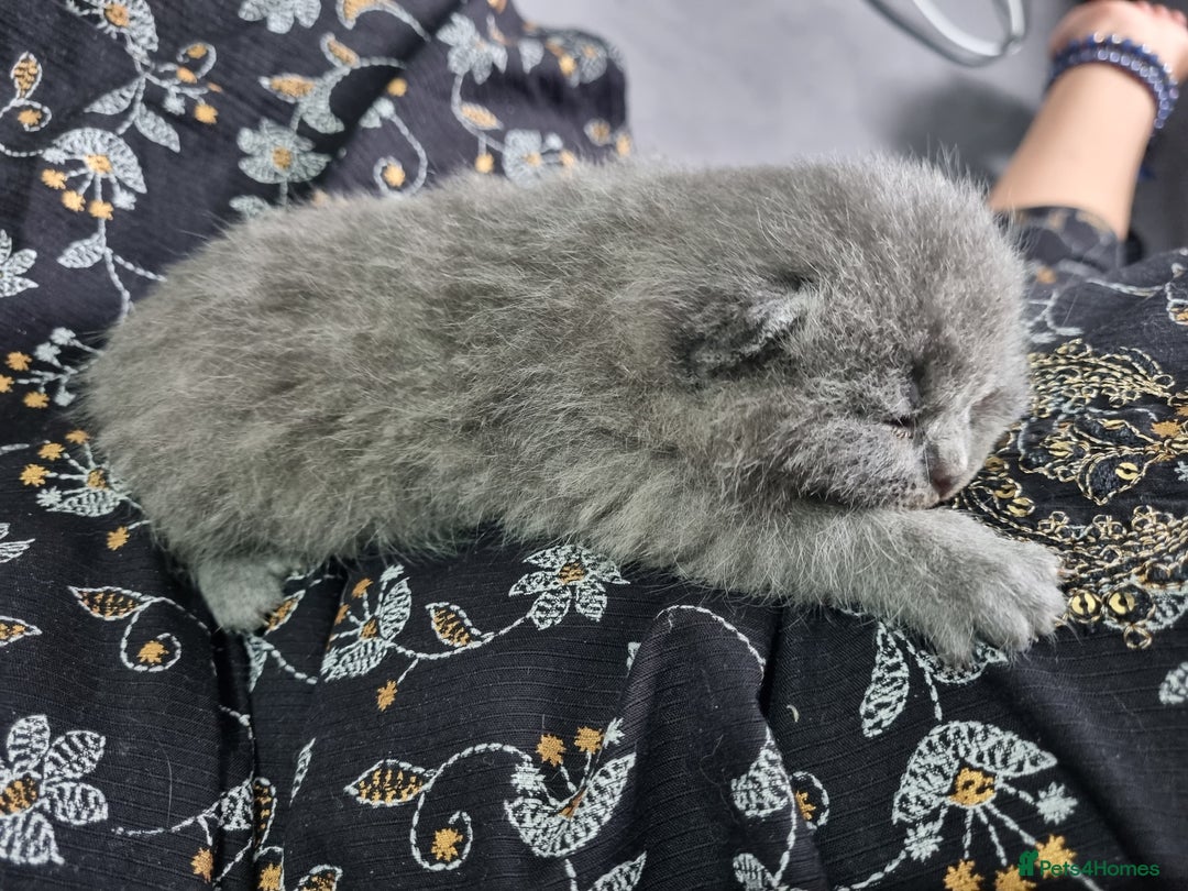British Shorthair cats for sale: British Shorthair Kittens - Image 12